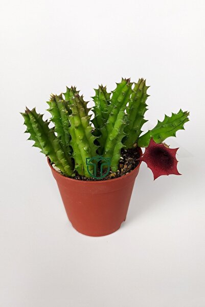 Toptan Kaktüs Leş kaktüsü Huernia Angolensis küçük bordo çiçekli özel tür 5.5 cm kahverengi saksıda
