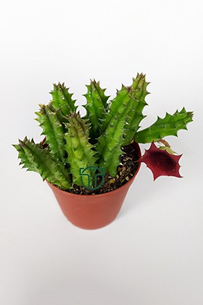 Toptan Kaktüs Leş kaktüsü Huernia Angolensis küçük bordo çiçekli özel tür 5.5 cm kahverengi saksıda