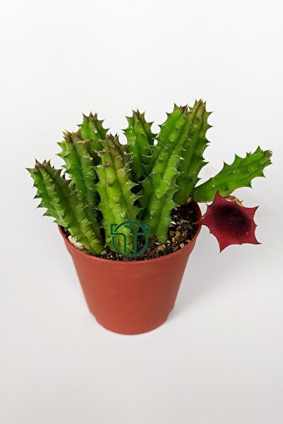 Toptan Kaktüs Leş kaktüsü Huernia Angolensis küçük bordo çiçekli özel tür 5.5 cm kahverengi saksıda