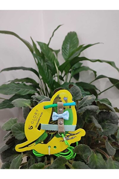 Glory Fiyonklu Yeşil / Bej / Mavi / Su Yeşili Muhabbet Kuşu Eğitim Ve Gezdirm...