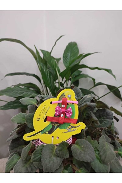 Glory Fiyonklu Pembe / Kırmızı Muhabbet Kuşu Eğitim Ve Gezdirme Tasması