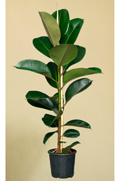 muse botanic Kauçuk Bitkisi - 60 - 70 Cm