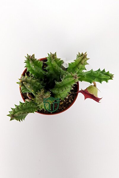 Toptan Kaktüs Leş kaktüsü Huernia Angolensis küçük bordo çiçekli özel tür 5.5 cm kahverengi saksıda