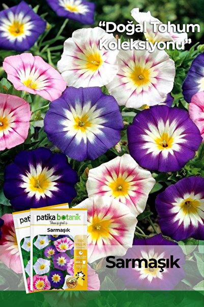 Patika Botanik 50 Adet Sarmaşık (GÜNDÜZ SAFASI) Tohumu