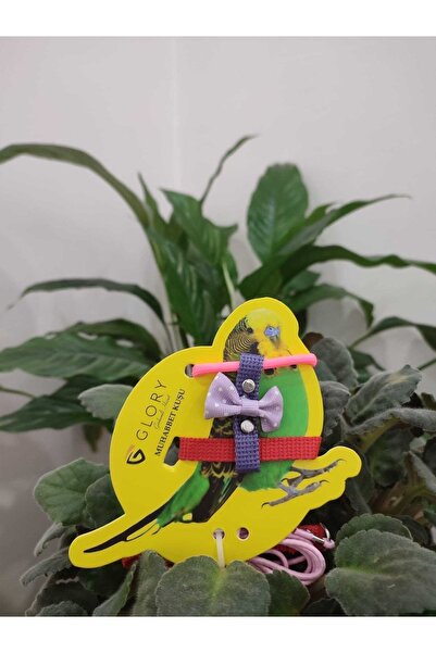 Glory Fiyonklu Nar Çiçeği / Mor / Lila / Kırmızı Muhabbet Kuşu Eğitim Ve Gezd...