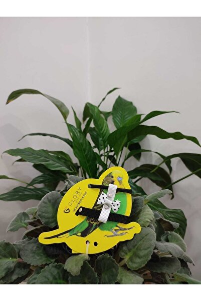 Glory Muhabbet Kuşu Eğitim Ve Gezdirme Tasması Siyah / Beyaz / Kırmızı / Siyah