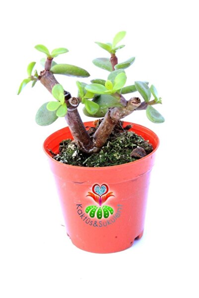 Kaktüs & Sukulent Carbon Temizleyici Bonsai, Portulacaria Afra- Minik Yeşil Y...