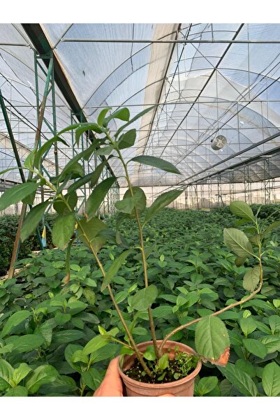 aronya Viking Siyah Aronia Chokeberry Fidanı 1 Adet