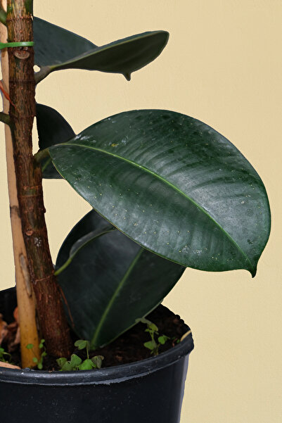 muse botanic Kauçuk Bitkisi - 60 - 70 Cm