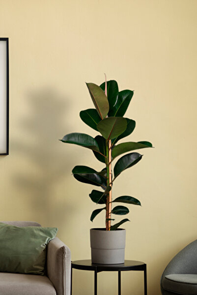 muse botanic Kauçuk Bitkisi - 60 - 70 Cm