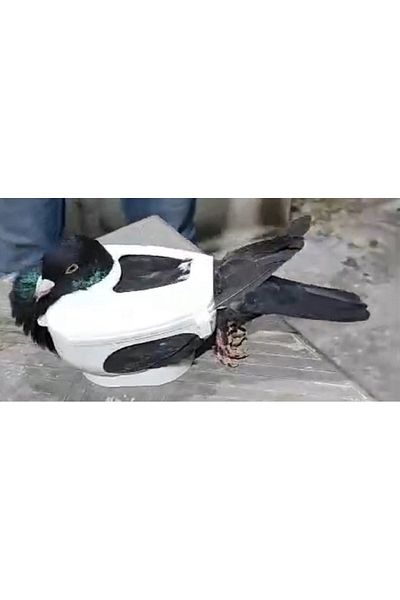 devavit Pigeon Fixed Holding Container - Patient Container (1 Piece)