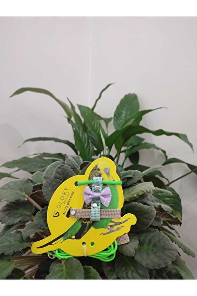 Glory Fiyonklu Yeşil / Su Yeşili / Lila / Bej Muhabbet Kuşu Eğitim Ve Gezdirm...