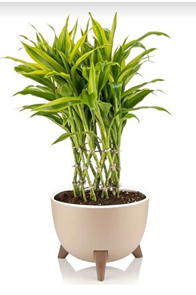 Leva House Alya Ayaklı Saksı 2 No , 5 LT