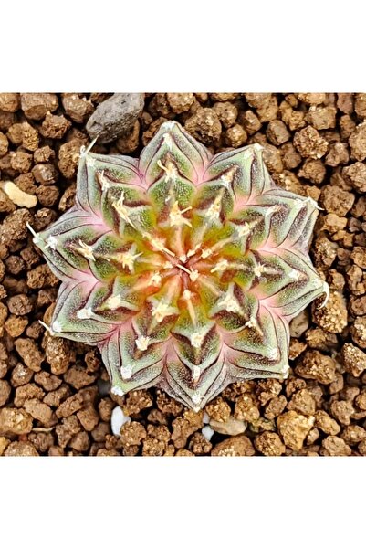 TULIN Gymnocalycium M. Variegata “neon” 50 Adet Özel Tür Kaktüs Tohumu