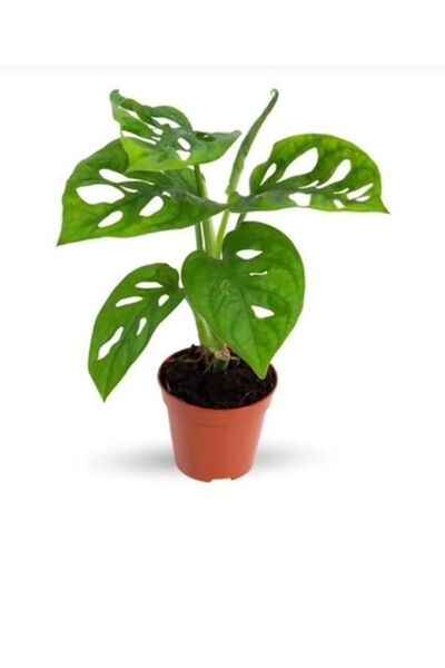 SUKULENTİSTANBUL Monstera Adansonii Monkey Mask Sarmaşık Deve Tabanı -5.5cm saksıda Salon,Ofis Bitkisi 20-30cm