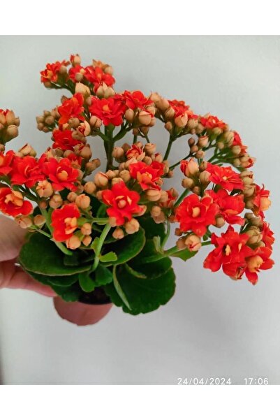 SARMASK Kalanşo Çicegi (30-40 Cm ) Tomurcuklu Buyuk Boy