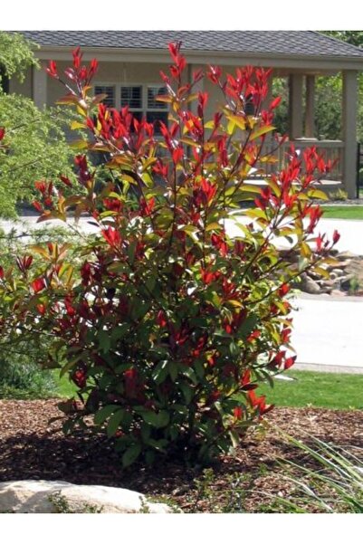 doğaşık Boylu Alev Çalısı 2 Yaşında 5 Adet Tüplü Fidan  Çit ve Bahçe Dekorasyonu İçin İdeal