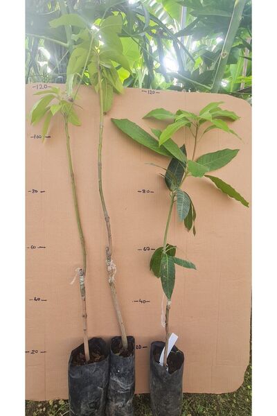 YAĞMUR FİDANCILIK Osteen Cinsi Aşılı Mango Fidanı