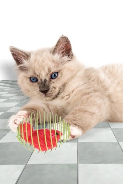 Buffer ® Yaylı Metal Fareli Kafes Kedi Oyun Topu Sıçrayan Spiral Kedi Topu