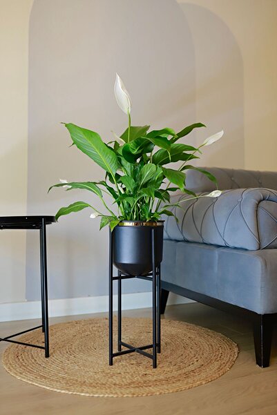 Özge Dekorasyon Metal Vazo Ayaklı Saksı Çiçeklik Dekoratif Siyah Gold Detaylı...