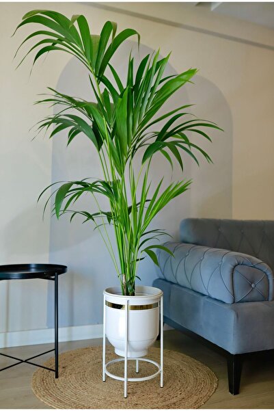 Özge Dekorasyon Metal Vazo Ayaklı Saksılık Çiçeklik Beyaz Gold Dekoratif Saksı 44x27cm