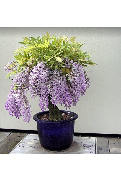 bahçevilya Mor Salkım Fidanı 2 yaşında tüplü