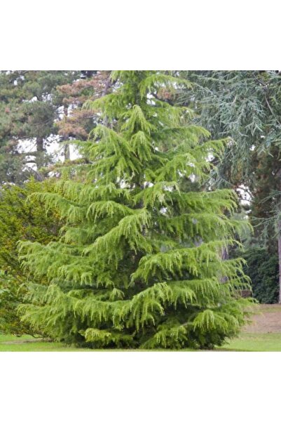 doğaşık "Himalaya Sediri (2 Yaşında) - 1 Adet Tüplü Fidan - Zarif ve Yeşil Ça...