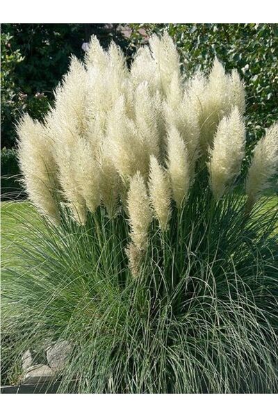 AnkaBahçe Pampas Otu -  Saz Püskülü Fidanı 1 Adet Saksılı 60-80 Cm
