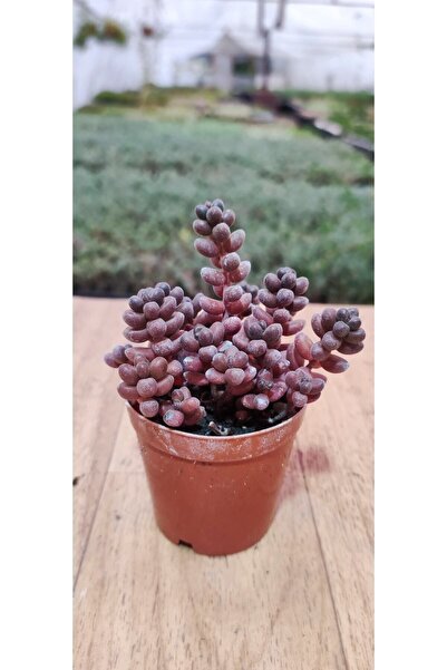 Ravza Çiçekçilik Sedum Stahlii ( Üzüm Tanesi Sukulent ) 5.5 Cm Saksıda Dolgun...