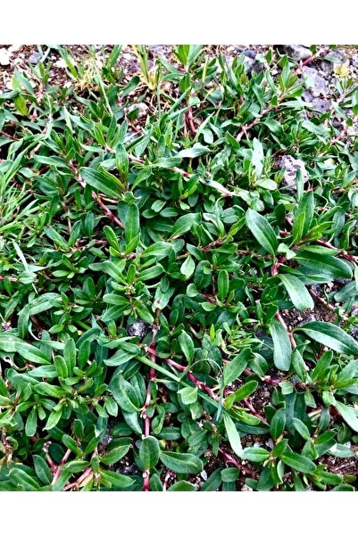 Genel Markalar Madımak Otu Kurusu 100gr (sivas Doğanşar Yöresinden)