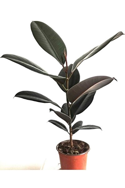 Rubber Plant 40 60 Cm Home Plant Office Plant Living Room Plant Indoor Plant