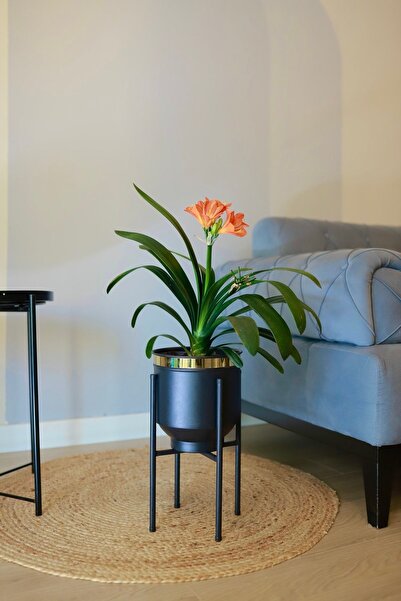 Genel Markalar Metal Saksı Ayaklı Çiçeklik Siyah Gold Detaylı Dekoratif Saksı Vazo Saksılık 41x21cm