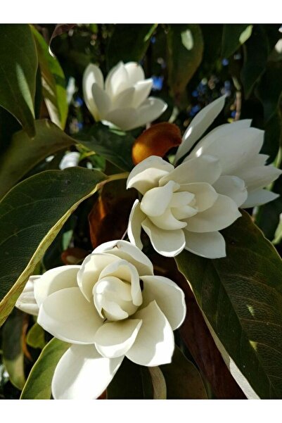 doğaşık "Beyaz Çiçekli Manolya Fidanı - Estetik Bahçe Bitkisi" 2 yaş saksılı