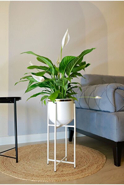 Özge Dekorasyon Metal Vazo Ayaklı Saksı Çiçeklik Dekoratif Beyaz Gold Detaylı Saksılık 53x20cm