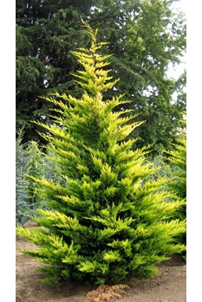 doğaşık "Alacalı Leylandi Fidanı - 2 Yaşında tüplü  (1Adet ) - Hızlı Büyüyen ...