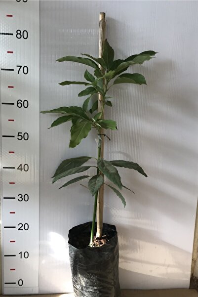 Alata Fidan Tüplü Aşılı Wurtz [bodur] Avokado Fidanı