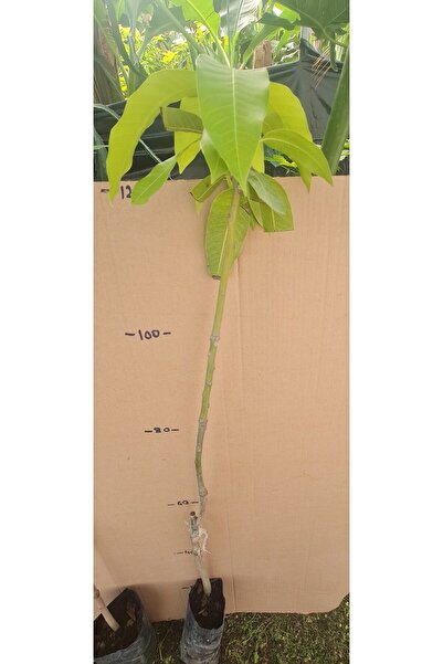 YAĞMUR FİDANCILIK Osteen Cinsi Aşılı Mango Fidanı