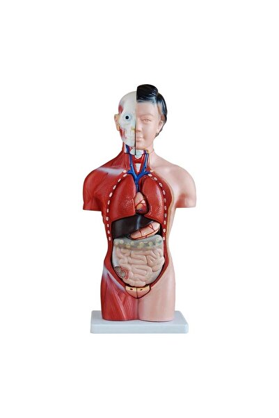 Eğitim Maketleri Kadın Insan Anatomi Maketi - Insan Organ Maketi - 42cm, 15 P...