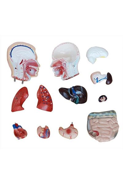 Medikal Market TR Human Organ Model - Human Anatomy Model, Male - 42 Cm - 13 Pieces