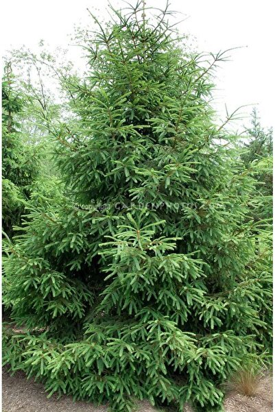 doğaşık Hızlı Büyüyen Dayanıklı Batı Ladin Fidanı - Mavi İğne Yapraklı 2 yaş ...