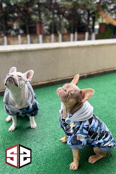 salya store Dog Apparel Graffiti Small Breed Dog Coat