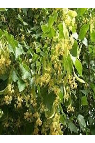 Genel Markalar Tüplü Ihlamur Ağacı Fidanı