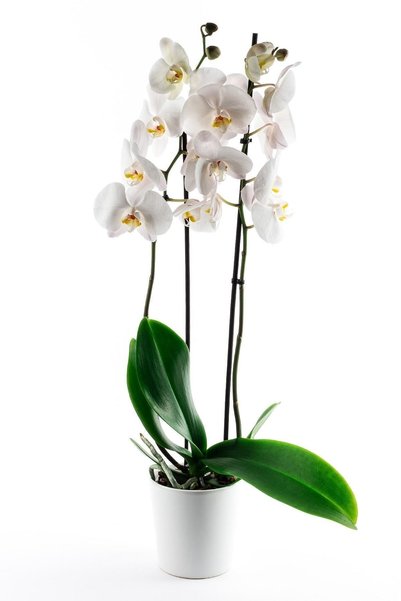 Orkide Çiçeği Phalaenopsis Beyaz 2 Dal 70-80 Cm Hd001