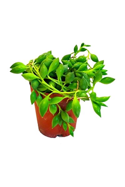 YEŞİLİMARKET Tesbih Çiçeği Boncuk Sukulent 5,5 Cm.lik Saksıda 'çiçek Açan Cins'