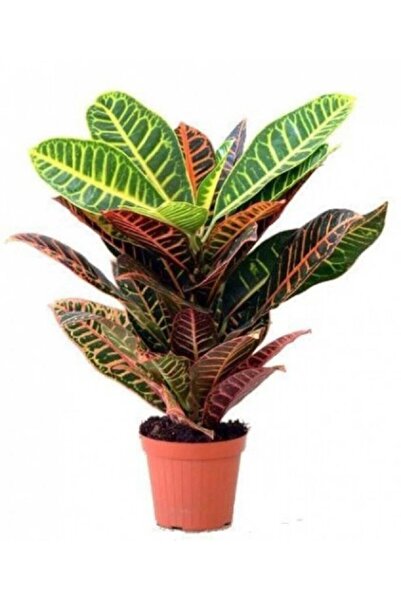 serada decor & plant Ithal Croton Petra Kroton 17 Cm Saksıda 60 Cm Ev Bitkisi Ofis Bitki