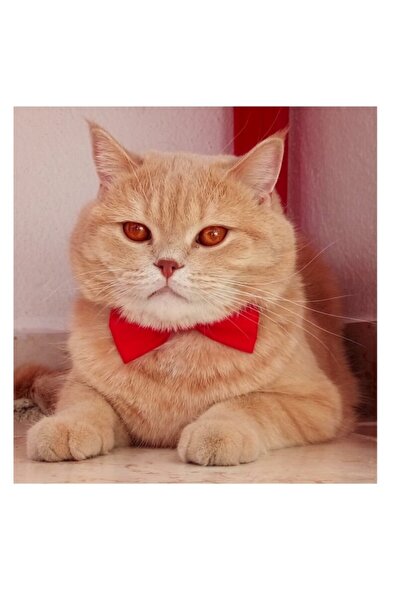 stylie Kedi Ve Küçük Irk Köpek Papyonu, Kırmızı