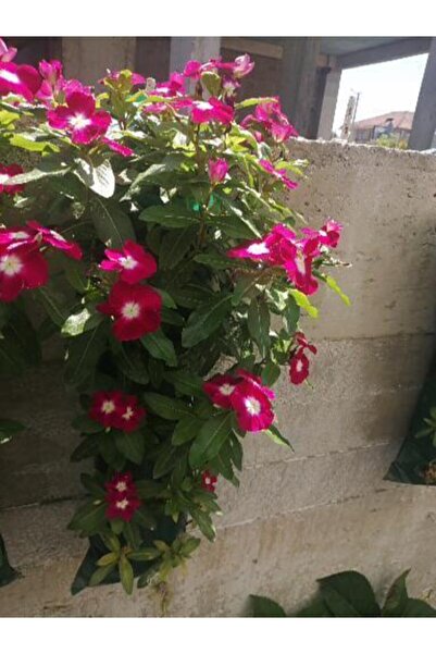 ÇiçekChi Vinka (pervane Çiçeği)