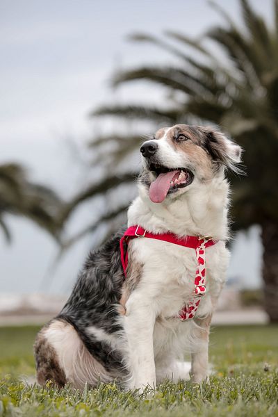 GoPawGo Charm Valentine Dog Chest Collar