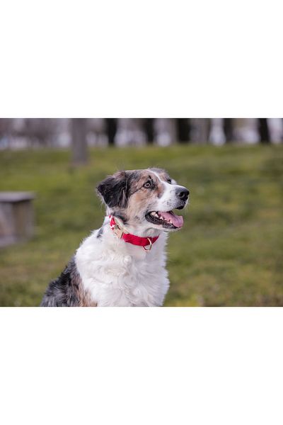 GoPawGo Charm Valentine Dog Collar
