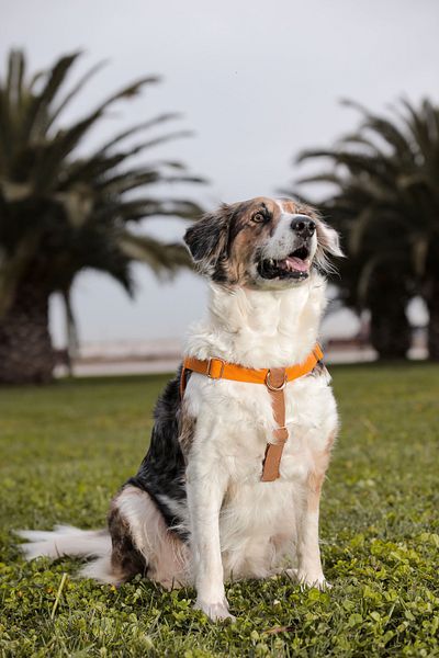 GoPawGo Charmed Harlowe Dog Collar